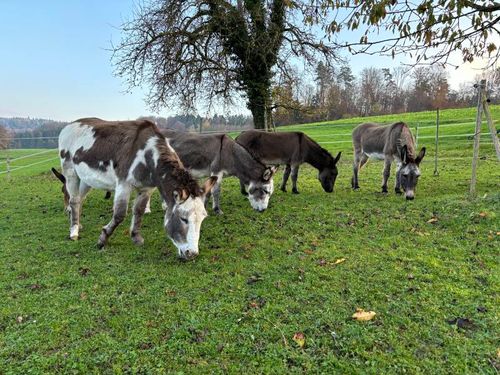 🫅 Esel hautnah erleben • Eselhof Grünegg